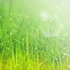 sunlight grass