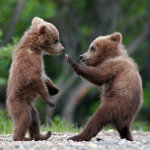 bear cubs fighting