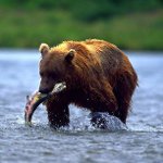 bear fishing