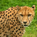 cheetah