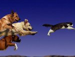 dogs chase cat