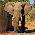 elephant