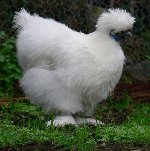 unusual chicken