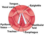 vocal cords anatomy